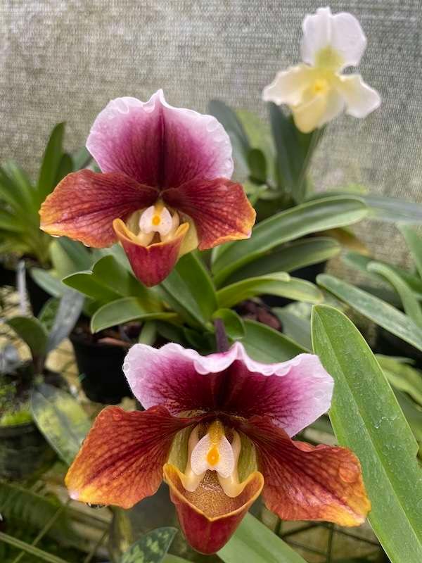 Orquídeas en flor