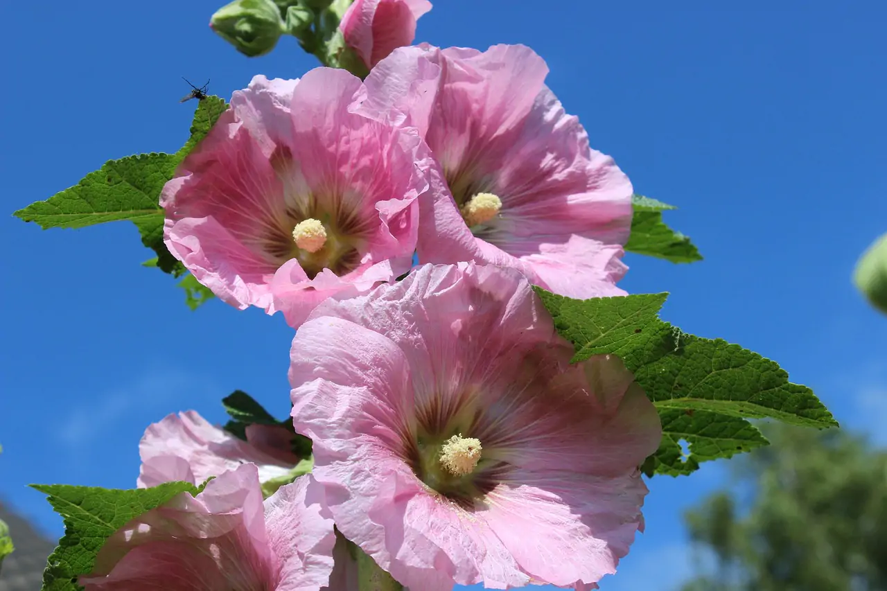 Malvarrosa