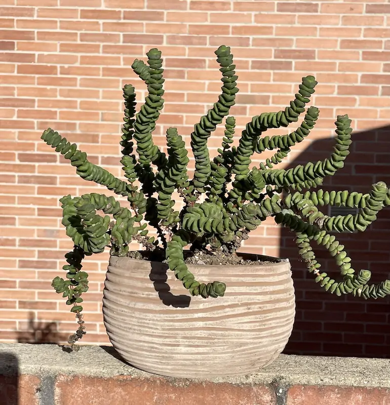 La suculenta Crassula marnieriana.
