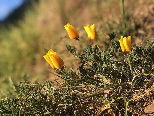 La California poppy es una planta invasora fuera de su zona nativa.