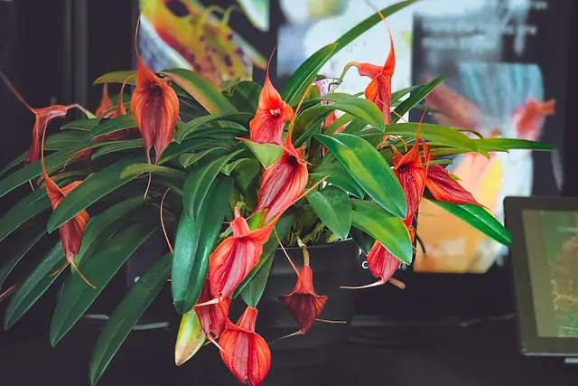 Masdevallia en flor
