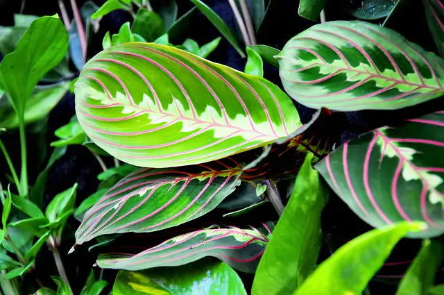 Hoja de maranta