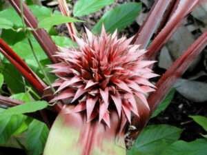 Bromelias Achmea toyoensis