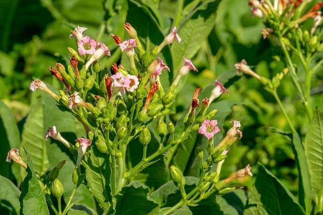 Planta y flores de tabaco