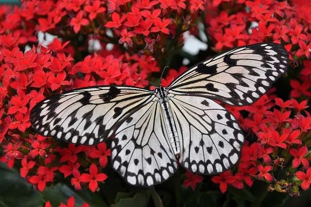 Mariposas y abejas son polinizadores.