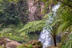 Helecho arbóreo en una selva