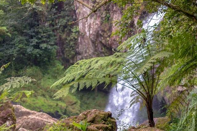 Helecho arbóreo en una selva