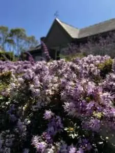 Arbustos como las hebes florecen mucho