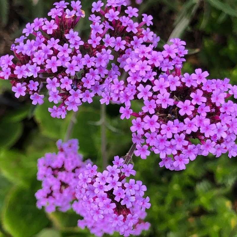 Verbena bonariensis