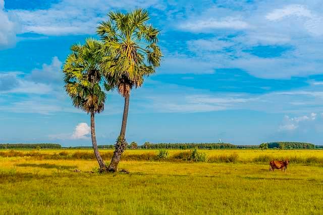 Palmas americanas