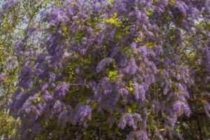 Petrea volubilis en floración