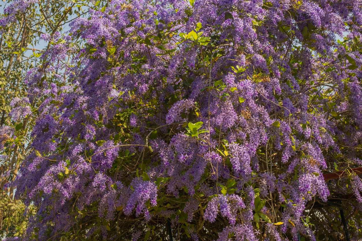 Petrea volubilis en floración