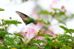 Arbol tropical con flores