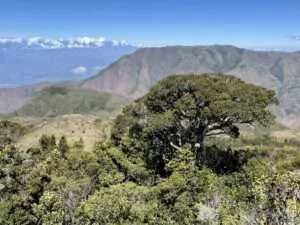 Árboles nativos andino