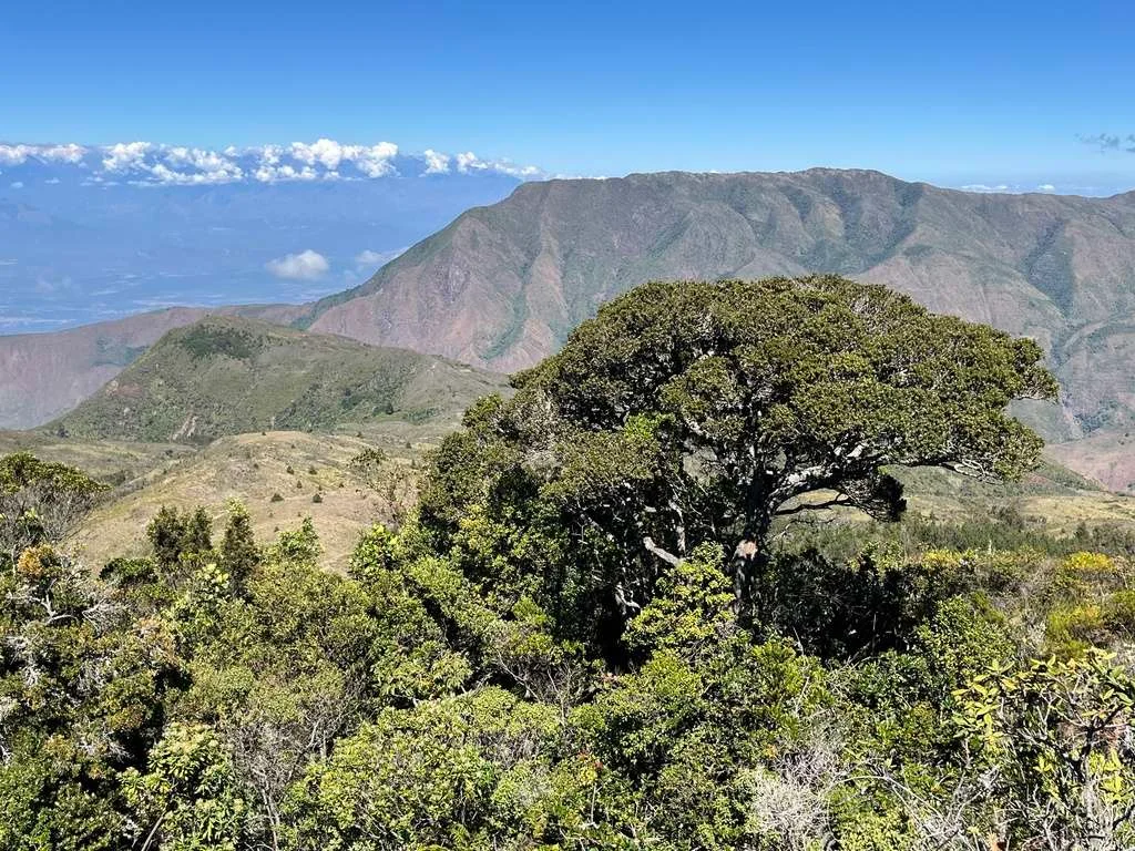 Árboles nativos andino