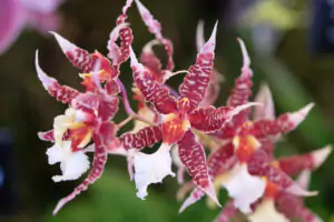 Odontóglossum en flor