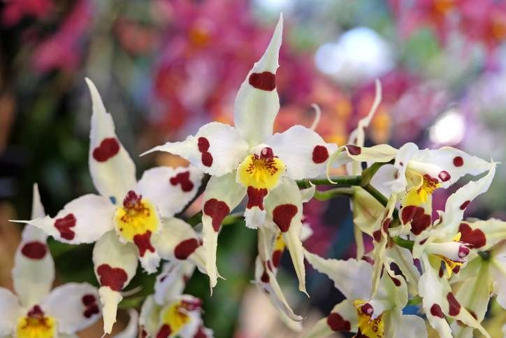 Odontoglossum blanco con manchas café y centro amarillo.