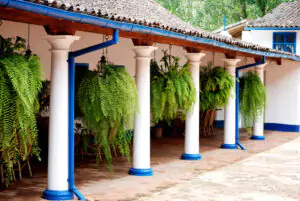 helechos nativos entre columnas de un patio