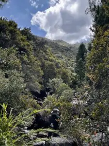 arboles nativos andinos