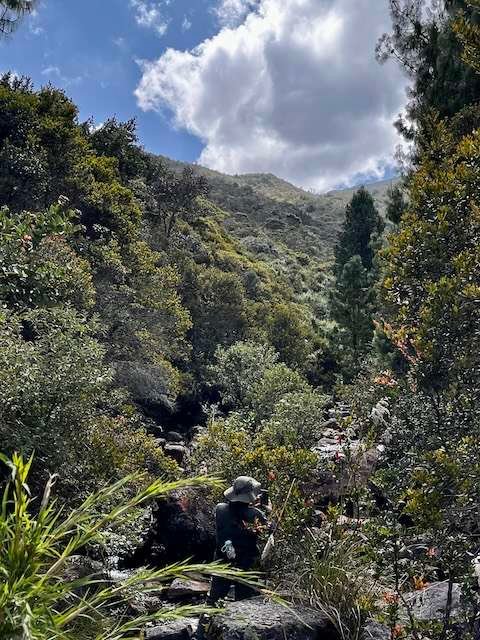 arboles nativos andinos