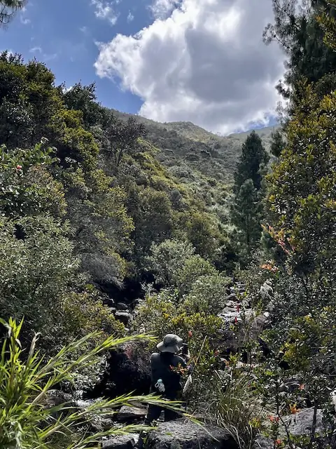 arboles nativos andinos