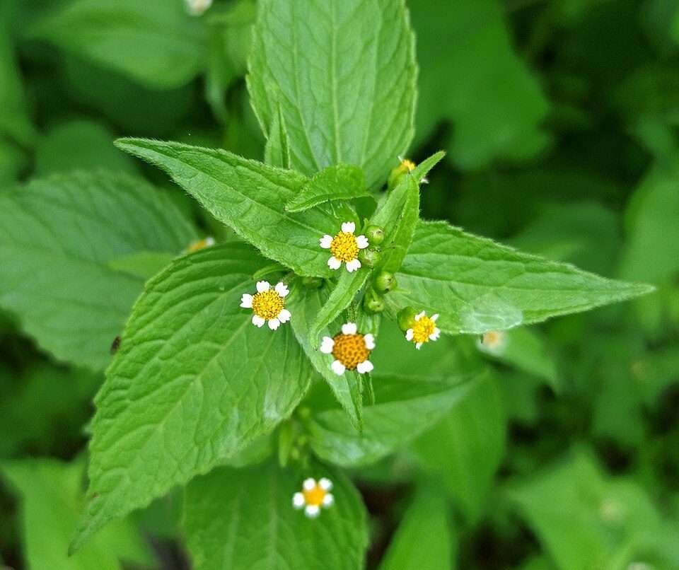 Guasca Galinsoga parviflora